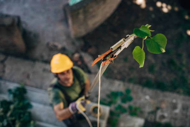 Lawn Watering Services in Palmer, AK