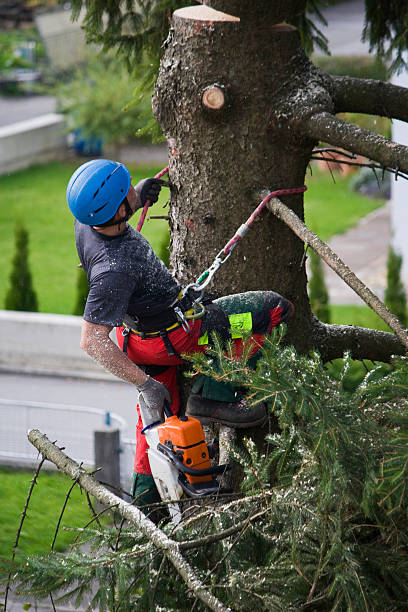 Best Tree Mulching  in Palmer, AK